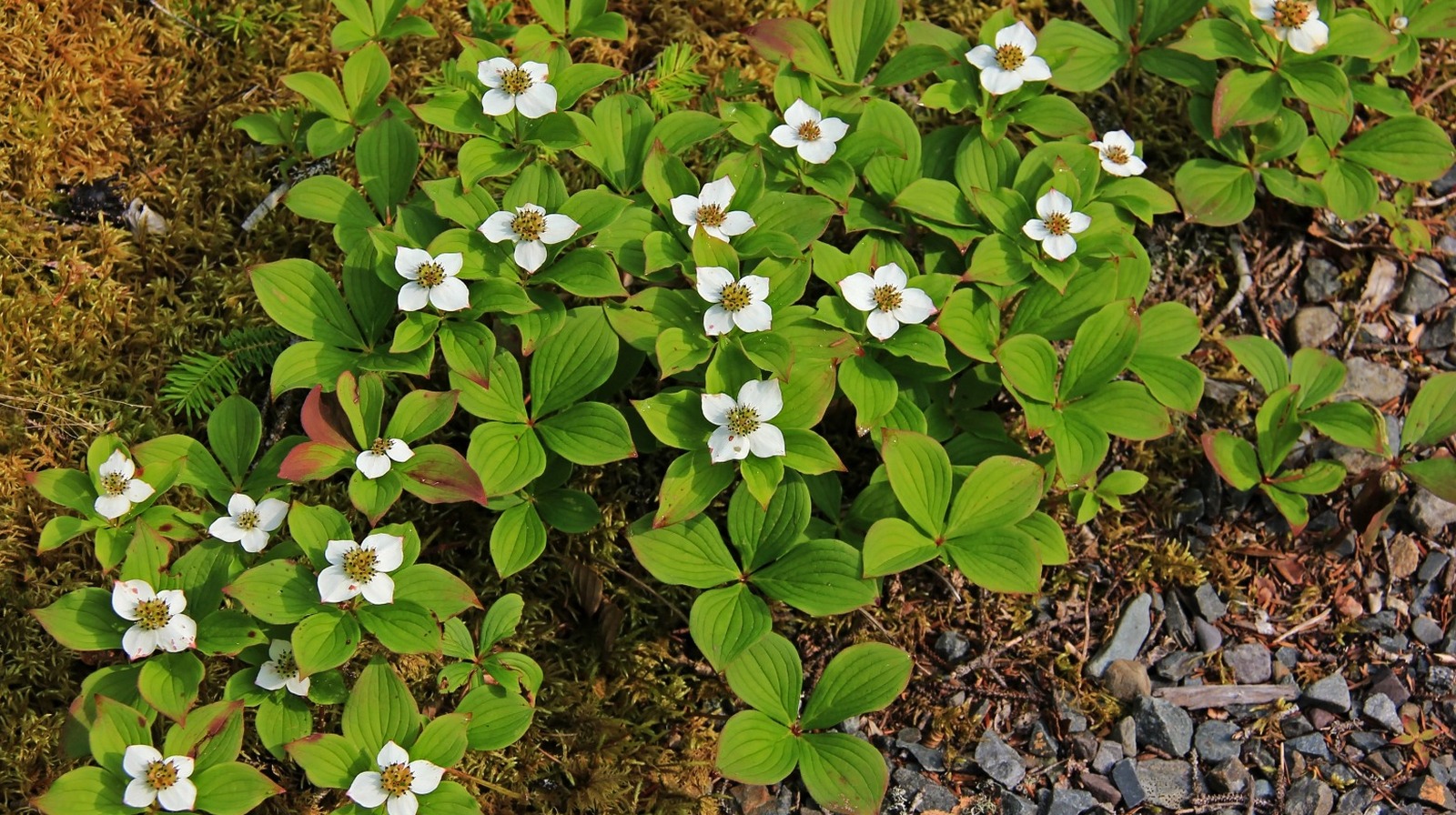 バンチベリーのグランドカバーの近くで育てるのに最適な植物